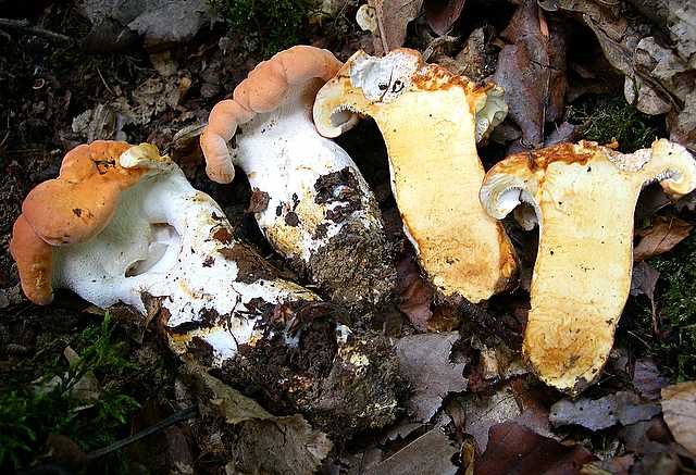 2005 :  Un anno di funghi